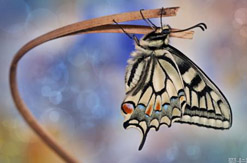 摄像全科班课程 摄像全科班课程