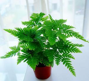 广州盆栽培训班