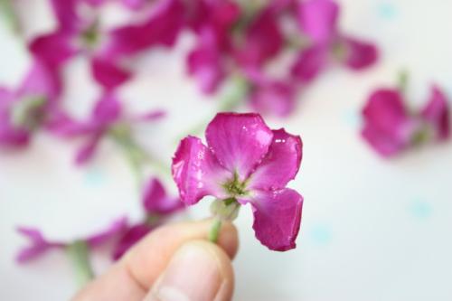 选择萌货的理由