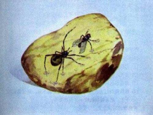 广州琥珀鉴定与商贸课程 广州琥珀鉴定与商贸课程