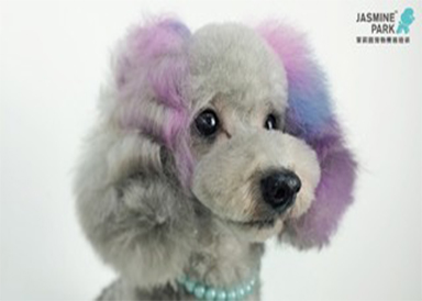 商业萌宠造型速成课程