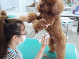宠物美容 宠物美容