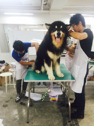 宠物美容 宠物美容