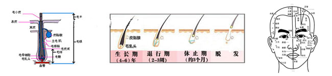 美发师的职业道德及毛发生理学