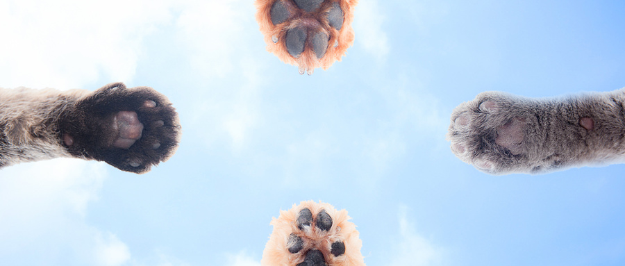 爪子 爪子