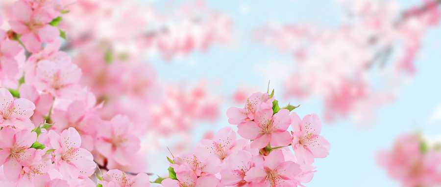 樱花6 樱花6
