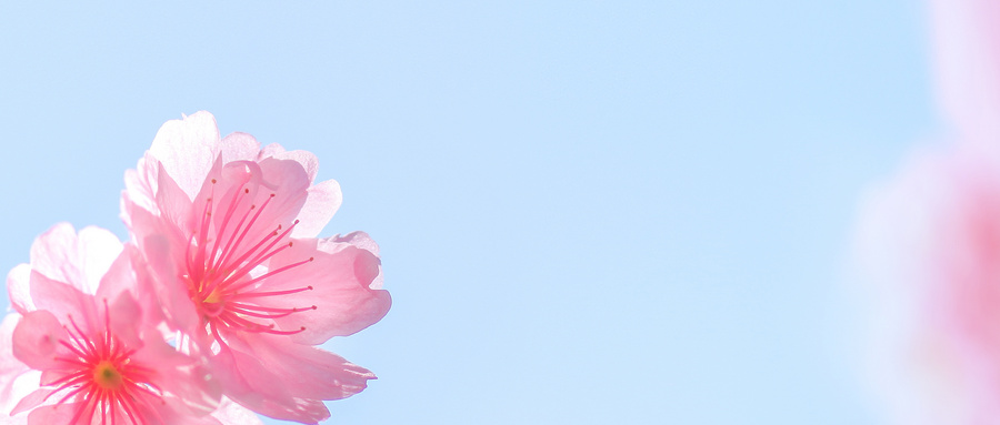 樱花2 樱花2