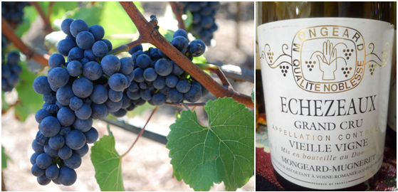 黑比诺-浓妆淡抹总相宜