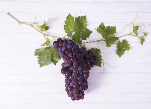 第一单元——世界各地的葡萄酒及烈酒