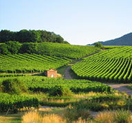 巴罗萨官方产区课程 巴罗萨官方产区课程