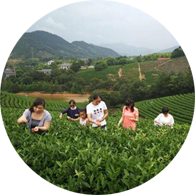 上海茶藝師學員風采 上海茶藝師學員風采