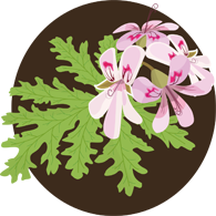 上海五加一藝術(shù)插花培訓班 上海五加一藝術(shù)插花培訓班