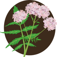 上海五加一藝術(shù)插花培訓班 上海五加一藝術(shù)插花培訓班