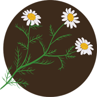 上海五加一藝術(shù)插花培訓班 上海五加一藝術(shù)插花培訓班