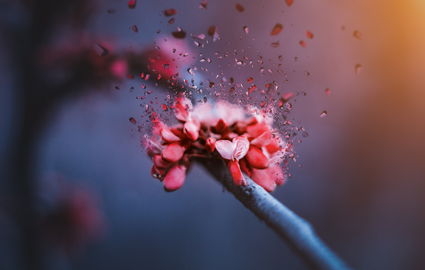 上海生命的绽放培训班 上海生命的绽放培训班