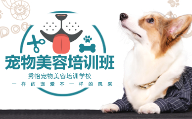 长沙宠物美容B级学习班