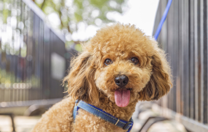 宠物美容 (1) 宠物美容 (1)