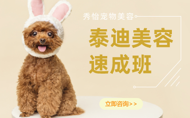 长沙泰迪美容速成班