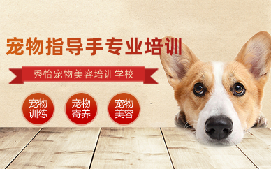 长沙宠物指导手专业兴趣班