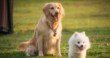宠物指导手 宠物指导手
