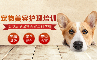 长沙宠物美容护理家庭兴趣班