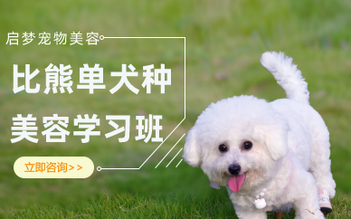长沙比熊单犬种美容学习班