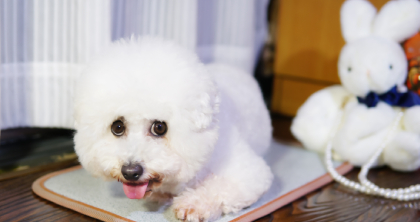 比熊单犬种美容