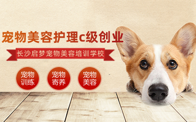 长沙宠物美容护理c级创业初级班