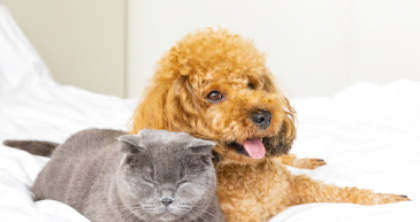 宠物美容 (1) 宠物美容 (1)