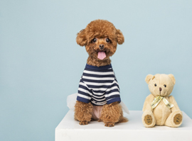 北京宠艺宠物美容师培训学校主营业务-宠物美容技术培训