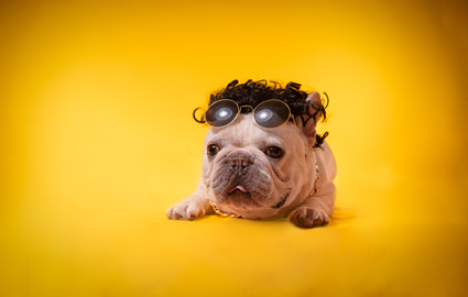 北京宠物美容C级常规培训班课程介绍