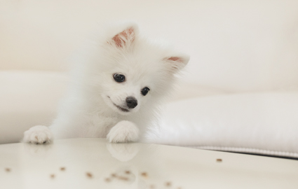 北京宠物美容B级全科班课程介绍