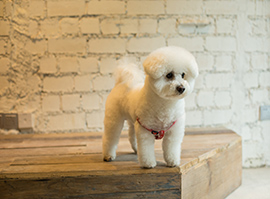 宠物美容速成班 宠物美容速成班