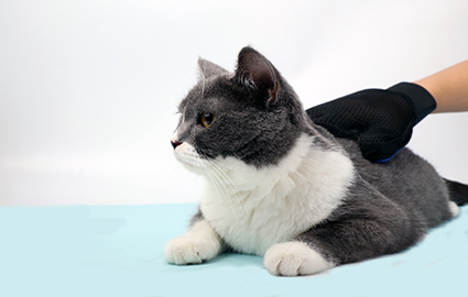 上海中级宠物美容师C级强化班课程介绍