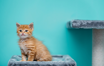 上海宠物美容中高级CB进修班 上海宠物美容中高级CB进修班