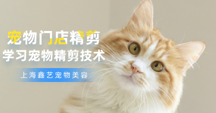 上海宠物门店C级精剪培训班