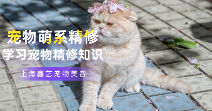上海松江区宠物萌系精修培训班