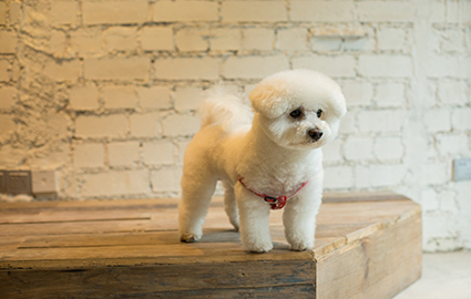 上海宠物A级比熊犬专项课程