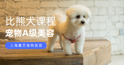 上海宠物A级比熊犬专项课程