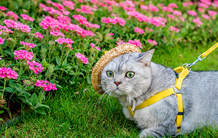 上海宠物美容B级学习班课程介绍