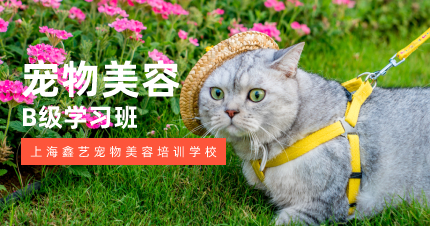 上海宠物美容B级学习班