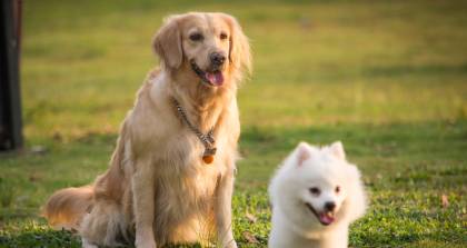 宠物美容师A级考证培训课程