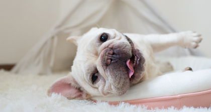 宠物美容师实训培训班 (1) 宠物美容师实训培训班 (1)