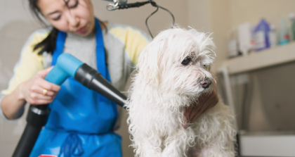 宠物护理培训课程