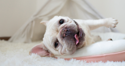 宠物皮毛调理中级班