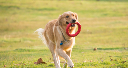 宠物芳香疗愈学习班 宠物芳香疗愈学习班
