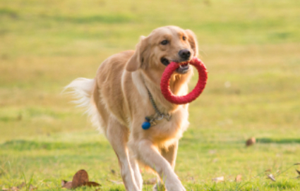 宠物美容B级专业班