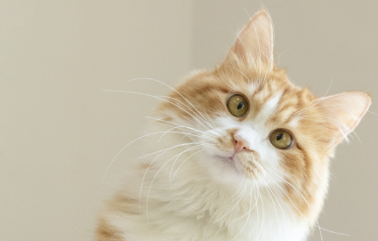 猫洗护课程培训课程