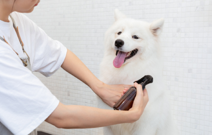 宠物美容高级培训课程 宠物美容高级培训课程