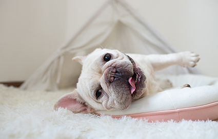 南京C级宠物美容护理速成班